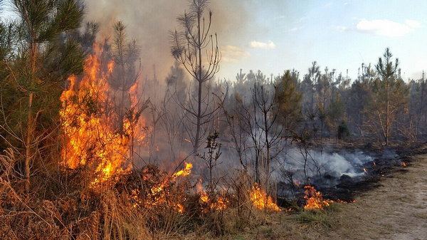 На окупованій Луганщині згоріло ціле село